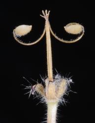 Image: P.B. Heenan © Landcare Research 2014 